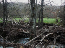 Taponamiento en el río Trefacio